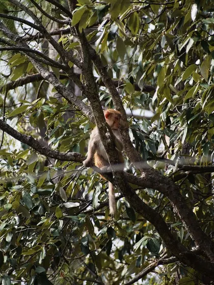 Another shot of the monkey resting in the tree, a moment of peace in its daily life.