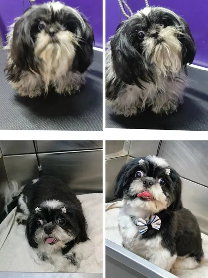 This black and white Shih Tzu's transformation shows how we handle matted fur to reveal a happy, comfortable pup underneath.