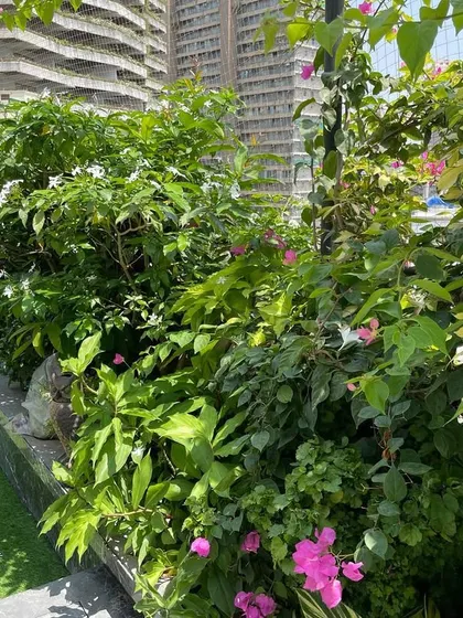 The artificial turf area on this terrace is bordered by a profusion of flowering plants, including bougainvillea and jasmine, adding both colour and fragrance to the space.