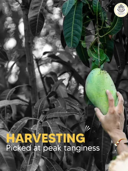 We hand-pick every mango at its peak tanginess. This ensures that every bite of our aam achaar has that perfect sour kick that you love.
