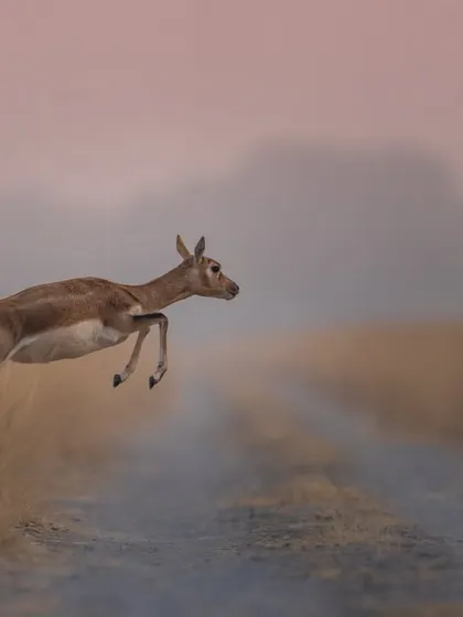 A single blackbuck fawn caught mid-leap against a soft pink and purple sky. The panning motion in the background blurs the details, focusing all attention on the animal's graceful jump.