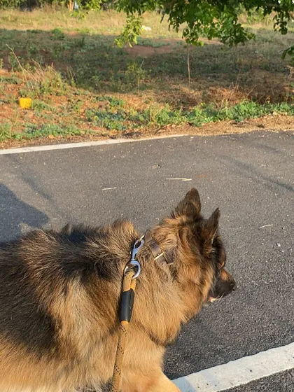A German Shepherd on a walk, enjoying the scenery.