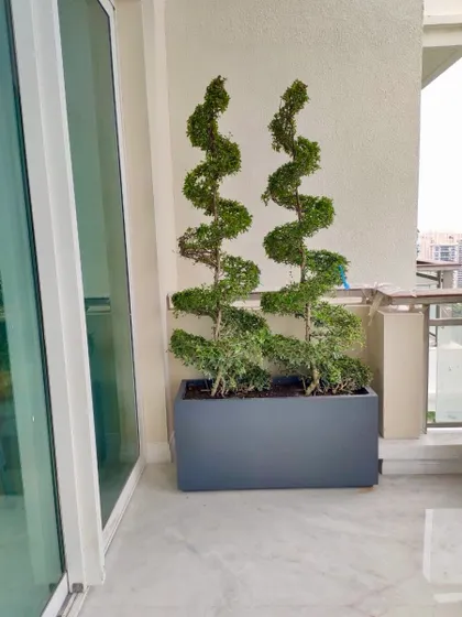 Spiral topiaries look awesome near an entrance or to cover a barren wall. Once mostly used in European gardens, they are now available in India and add a touch of formal elegance to this balcony.