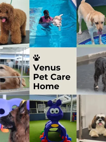 This collage captures the spirit of our pet care home. From playtime and swimming to relaxing indoors, we treat every dog like a member of our own family.
