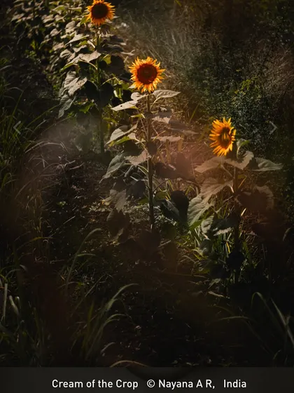The third of my images to be shortlisted, "Cream of the Crop," features sunflowers in a field, captured with a dreamy, ethereal light. It’s moments like these that remind me why I love what I do.
