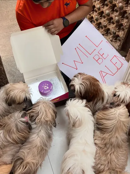 A whole crew of adorable valentines! These fluffy Shih Tzus gather around a "Will you be my Valentine?" cake, making for the cutest celebration.