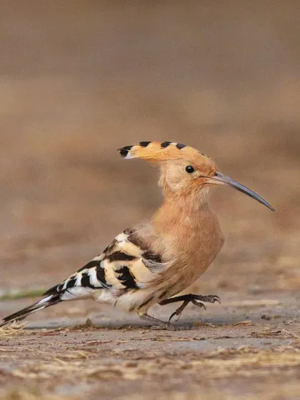 A Hoopoe captured mid-stride, showcasing its unique and charismatic appearance.
