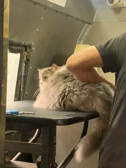 Another angle of a grooming session for a long-haired cat. Our professional table and calm environment help even the most grooming-averse cats feel at ease.