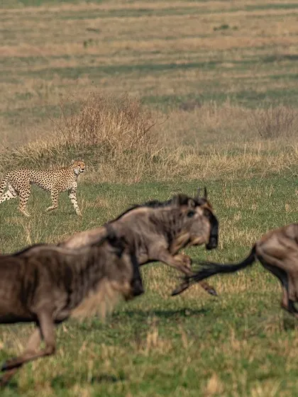 The chase is on. The speed of the wildebeest is no match for the cheetah, but their sheer numbers offer confusion and a chance for escape. This frame captures that dynamic.