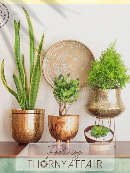 I was so happy to be featured for my collection of metal planters. These hammered and finished metal pots, whether hung on a wall or placed on a shelf, are designed to bring a touch of green and a warm metallic glow into your home.