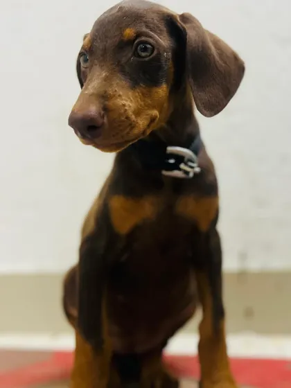 Adoption update: Kishmish, the 50-day-old Doberman puppy, has found her forever home. She is a smart, loving girl who will bring so much happiness.