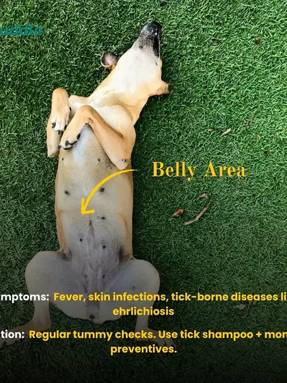 Checking your dog's belly area is crucial for spotting ticks, which can cause fever and other diseases. Regular tummy checks and using a tick shampoo are great preventative measures.