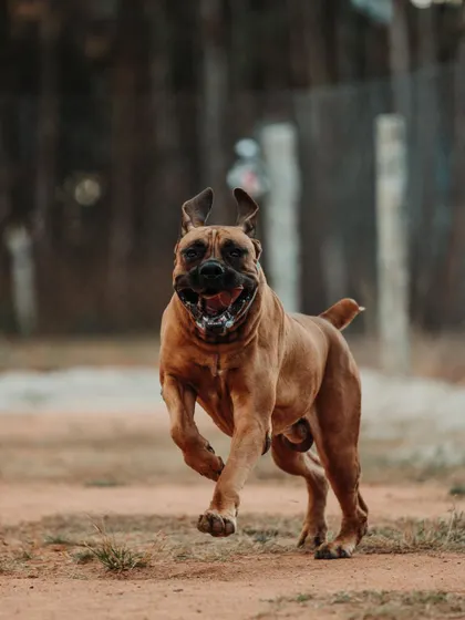 Boo the Boerboel is back and enjoying a good run. It's important for large, powerful breeds to have a safe space where they can really open up their stride.