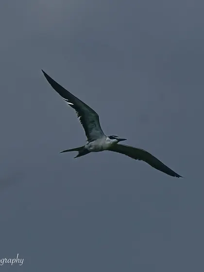 Another shot of the Bridled Tern, capturing the elegant curve of its wings against the grey sky.