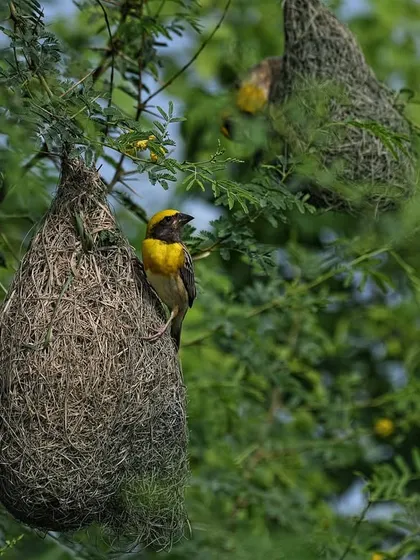 A Baya Weaver bird tends to its intricately woven nest in Keoladeo National Park, Bharatpur. Our tours to this world-famous wetland showcase incredible bird behavior and nesting colonies.
