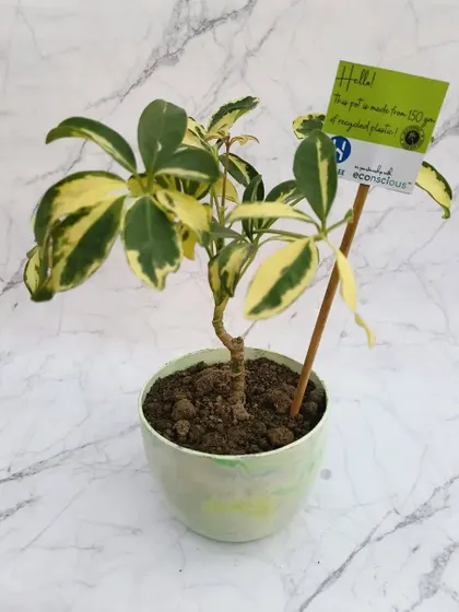 A vibrant Schefflera plant potted in our light green marbled planter. Each pot comes with a small tag telling its story, reminding you that it's made from 150 grams of recycled plastic.