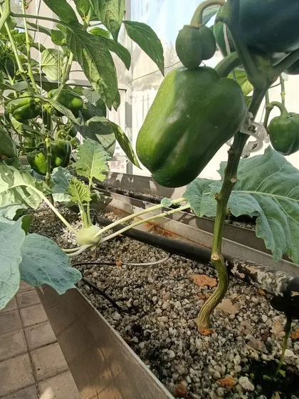 Bell peppers and Knol Khol growing together in the same space. We use the same nutrient solution for multiple crops, showcasing the efficiency of our hydroponic methods.