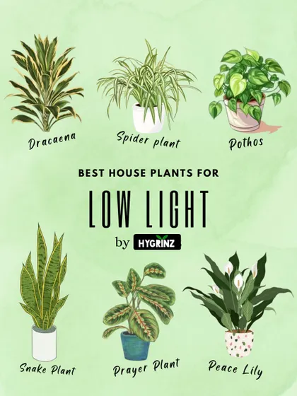 A visual guide to the best houseplants for low-light areas in your home. This includes the durable Snake Plant, the elegant Peace Lily, and the easy-going Pothos.