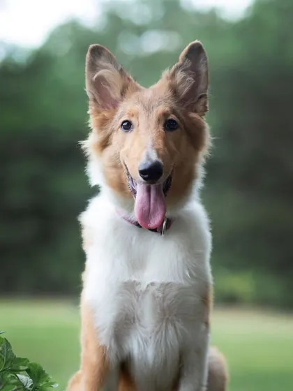 A young, alert Rough Collie puppy enjoying the fresh air during her outdoor photoshoot.