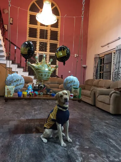 Joy the Labrador celebrating his birthday in our home-like environment. Dressed in his party sweater and surrounded by balloons, he is seen patiently waiting for his treat, showing the gentle temperament we nurture.