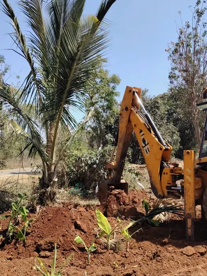 A JCB carefully digs around a smaller palm tree. Even for smaller specimens, we use machinery to ensure the root ball is excavated cleanly and efficiently.