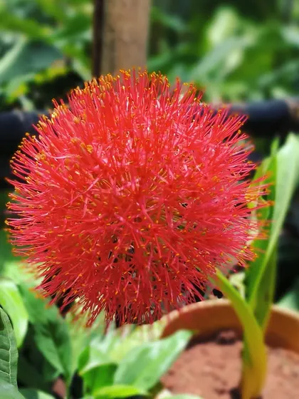Bloom baby bloom. The incredible firework-like flower of the Football Lily, or Scadoxus multiflorus.