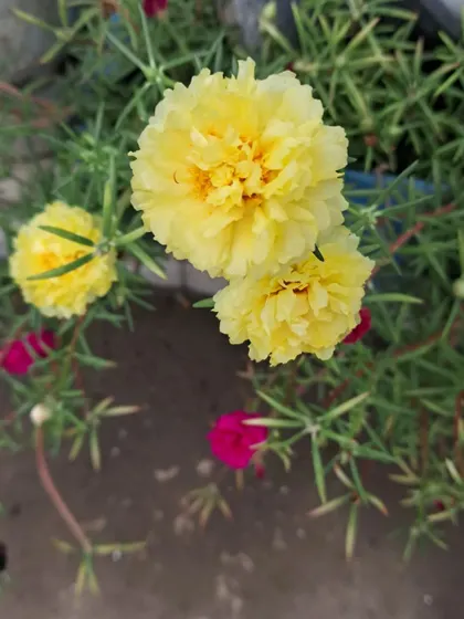 This is a yellow Portulaca, a sun-loving succulent flower.