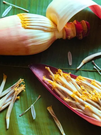 A stunning photo of a banana blossom, an ingredient featured in one of the heirloom recipes in our anthology.