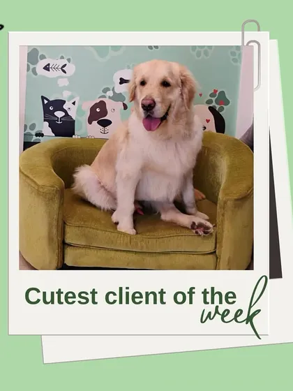 This happy Golden Retriever is our cutest client of the week! His smile says it all. A good grooming session leaves pets feeling refreshed and energetic.