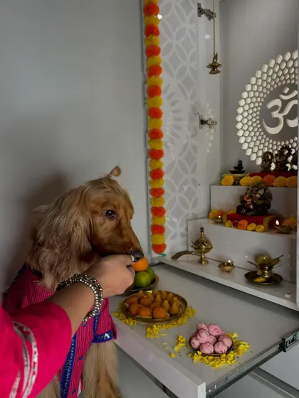 A moment of blessing. Posto receiving a treat from the prasad during our Ganesh Chaturthi puja.