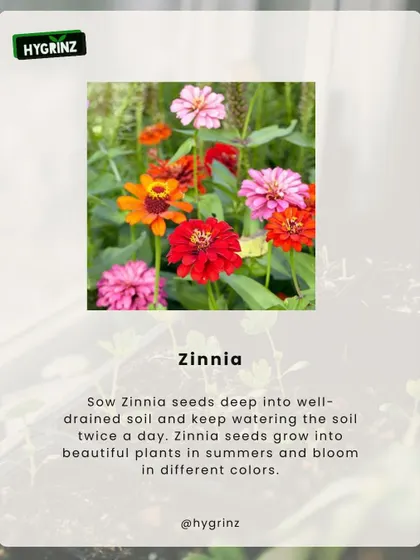 Zinnia seeds are a great choice for summer sowing. They grow quickly in full sun and produce beautiful flowers in a wide range of colors.