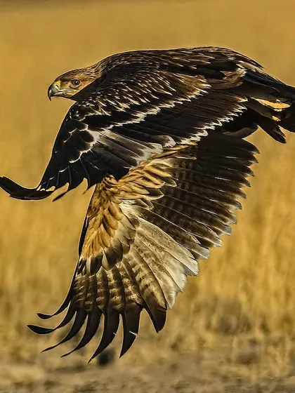 A majestic eagle is captured mid-flight, its powerful wings spread against a golden field. This action shot demonstrates the skill of wildlife photographers in capturing birds of prey in motion.