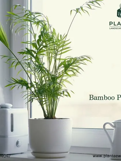 Graceful and lush, the Bamboo Palm is another fantastic air-purifying plant that is safe for pets. It adds a tropical feel to any room and is relatively easy to care for.