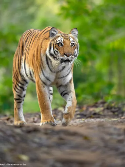 The Queen of Paar, Paarwali, on a winter morning in Corbett. This was a fantastic sighting where we saw her stalking prey with her cubs.
