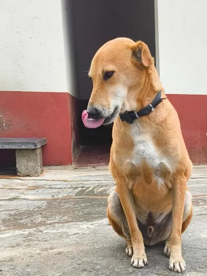 Licking his lips after a good meal. The health and happiness of our dogs start with good nutrition, and we spare no effort in providing it.