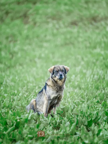 A watchful guardian sitting in a field of wild greens. These dogs are always on duty, keeping their flock and their human companions safe.