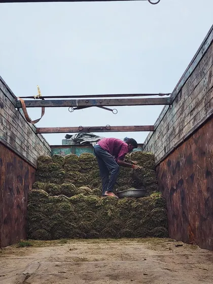 Inside the truck, a worker carefully stacks rolls of turf. This careful arrangement is key to ensuring the grass remains healthy during transportation.
