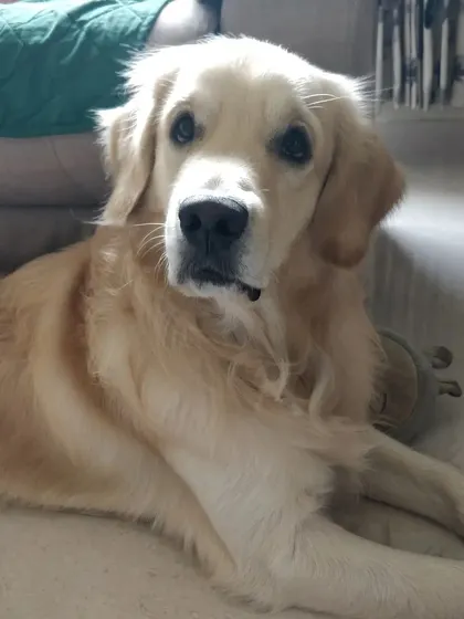 Arlo, a sweet Golden Retriever, looking peaceful and content at home. Maintaining a stable environment is crucial for a dog's well-being.