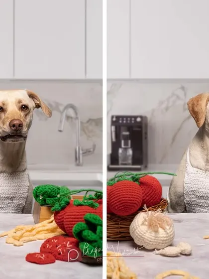 Bella the Indie dog looking less than impressed with her cooking duties. I even added a digital kitchen background to complete the scene for this fun, themed portrait.