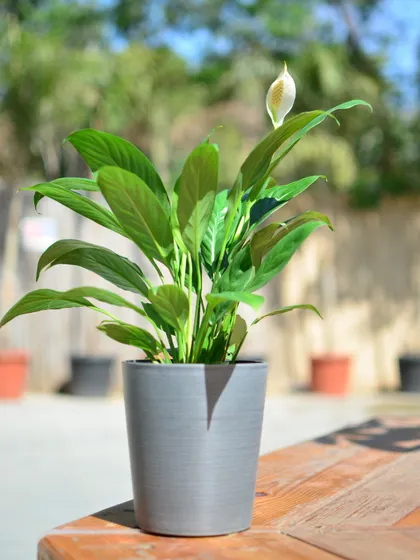 A single Peace Lily plant with a budding flower, pictured outdoors to show its versatility for shaded balconies or patios.