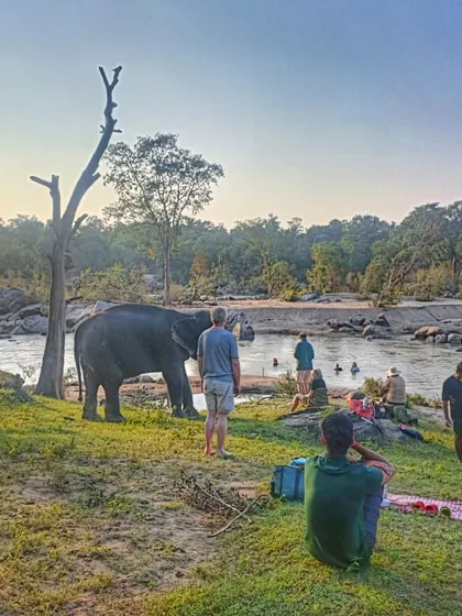 A truly magical moment from our cycling holiday in Kanha National Park. After a day of pedaling through the forest, we get to relax by the river and watch Tara, the resident elephant of Kipling Camp, enjoy her evening bath. It's an experience that connects you deeply with nature.