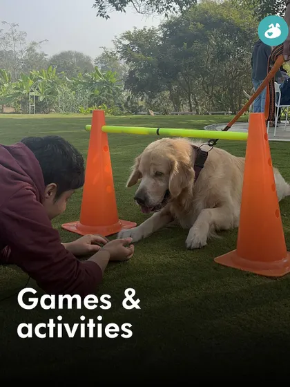 A Golden Retriever learning a new trick during a game at our picnic. Our expert-led activities are designed to be fun and strengthen the bond you share with your dog.