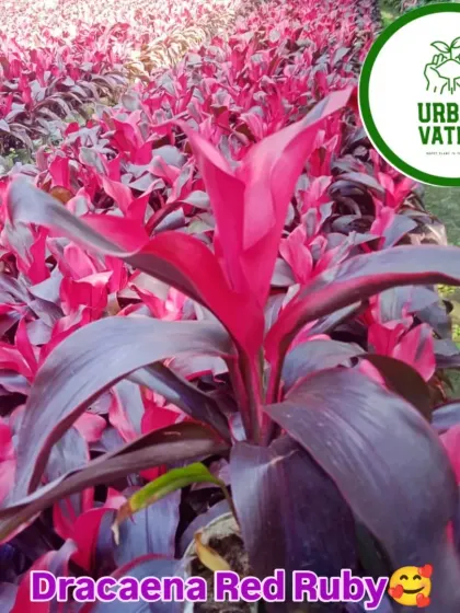 The Dracaena Red Ruby is a striking plant with deep red and burgundy leaves, adding a touch of drama to your plant collection.