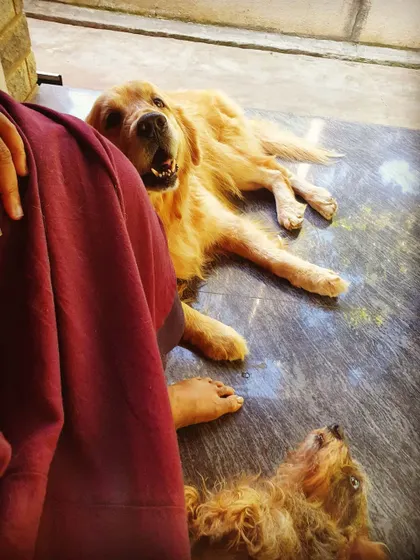 Quiet moments like these are precious. Here, two of my senior dogs are relaxing peacefully beside me. Creating a calm and predictable environment is just as important as nutrition for the wellbeing of an older dog.