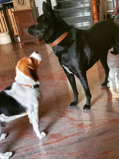 Learning social cues is an important part of pack life. Shiro patiently teaches Baabu the rules of engagement during their indoor playtime.