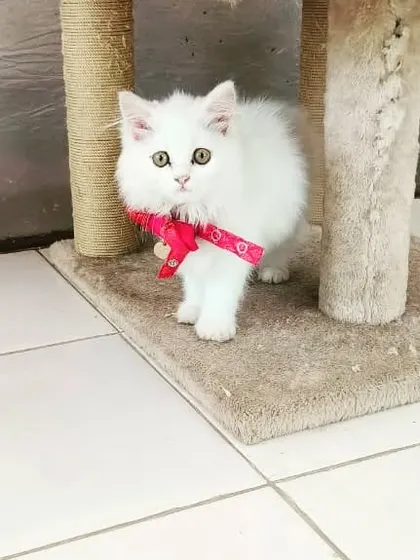 Evee posing by her scratching post. We provide all the essentials for a comfortable and happy stay.
