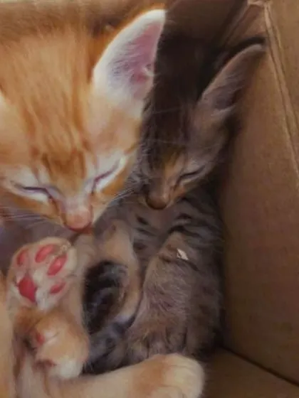 The two sisters, a grey tabby and an orange kitten, cuddling together. They are both available for adoption in Jayanagar, Bangalore.