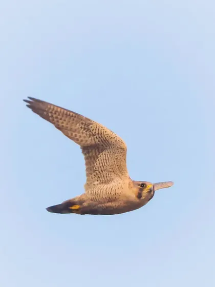 A Red-naped Shaheen, an extremely uncommon falcon in the Indian subcontinent, which we were thrilled to spot and observe at Najafgarh Lake.