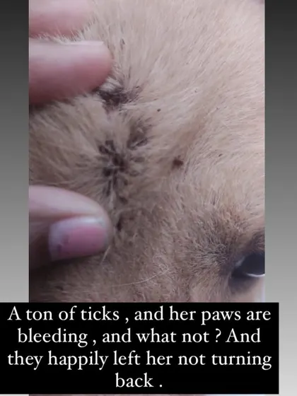 This is the condition a 5-year-old Golden Retriever mother was in when we rescued her. Infested with ticks and with bleeding paws, she was abandoned after her puppies were sold. This is the ugly reality of backyard breeding.