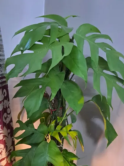 This is a Dragon Tail plant (Rhaphidophora decursiva) climbing a moss pole. It's a great alternative to the more common Monstera.